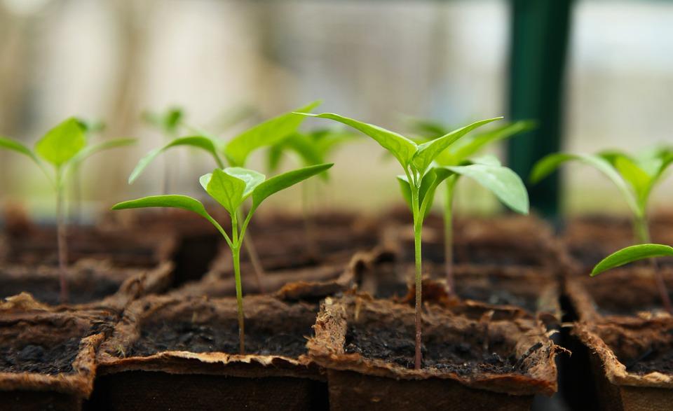 A tray of vegetables being grown for food